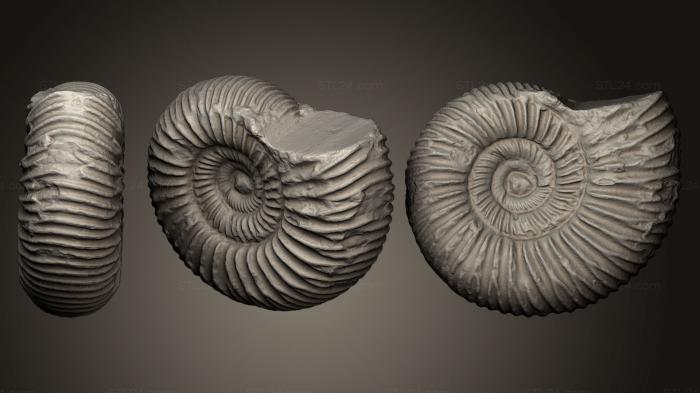 Stones and shells (Nautilus Fossil, ROCKS_0028) 3D models for cnc